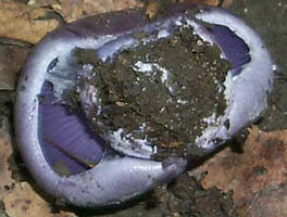 Cortinarius JD1