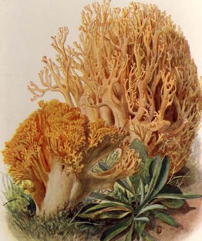 Ramaria