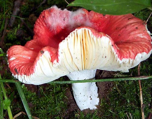 Russula rugosulopuncta var. CH1