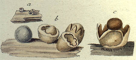 Sphaerobolus stellatus