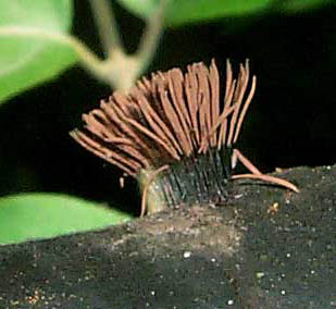 Stemonitis fusca