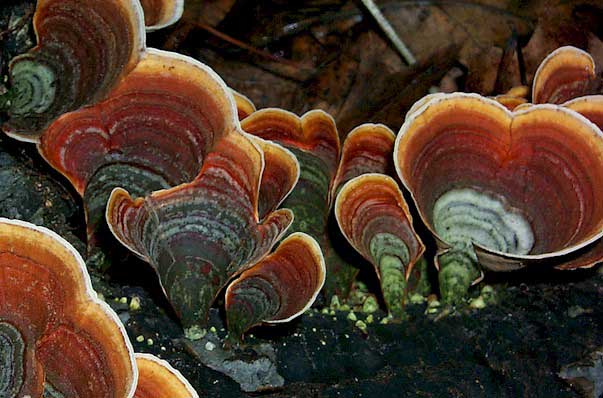Stereum ostrea