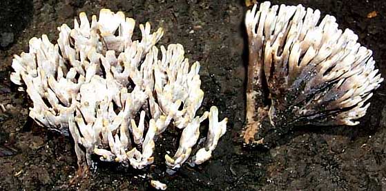 Thelephora palmata