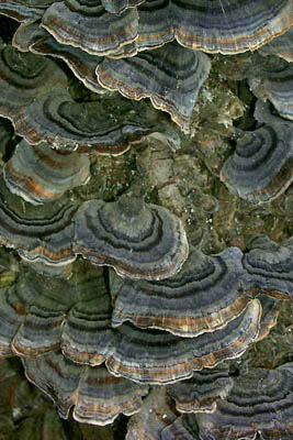 Trametes versicolor