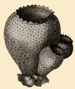 Urnula craterium