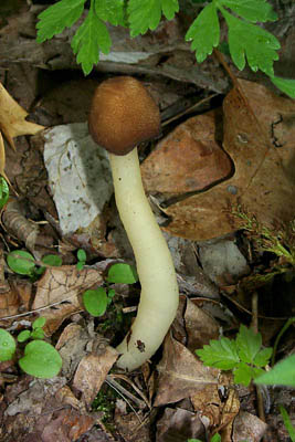 Verpa conica