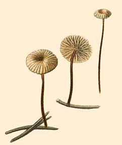 Marasmius rotula