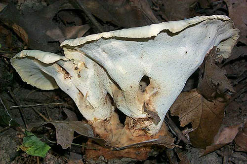 Albatrellus caeruloporus