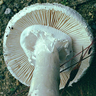 Amanita cokeri