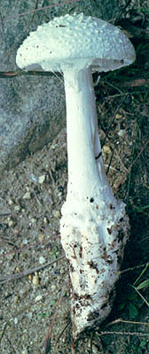 Amanita cokeri