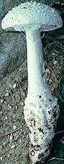 Amanita cokeri