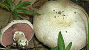 Agaricus campestris