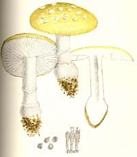 Amanita russuloides