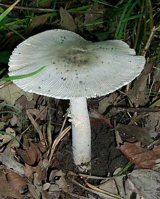 Amanita SM2 var. albovaginata