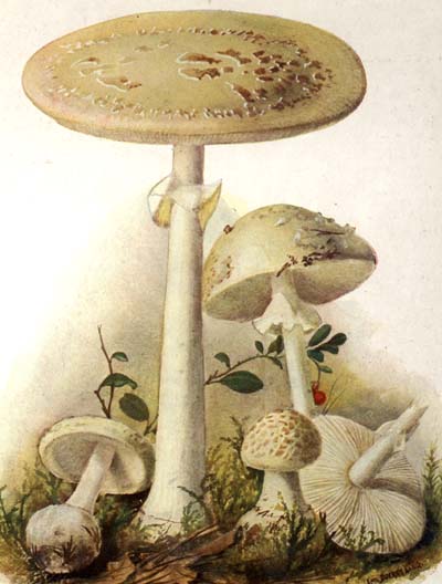 Amanita citrina