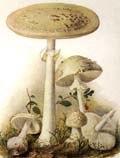 Amanita citrina