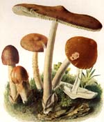 Amanita fulva