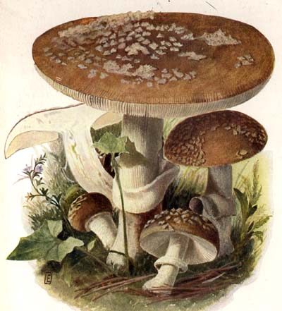 Amanita pantherina var. pantherina