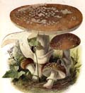 Amanita pantherina var. pantherina