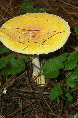 Amanita frostiana