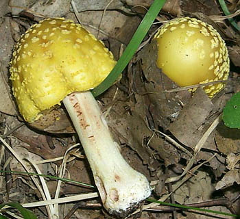 Amanita flavorubens