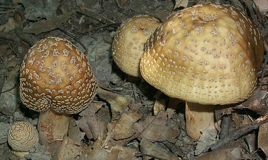 Amanita rubescens