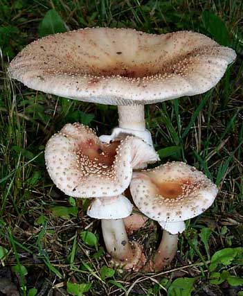 Amanita rubescens