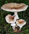 Amanita rubescens