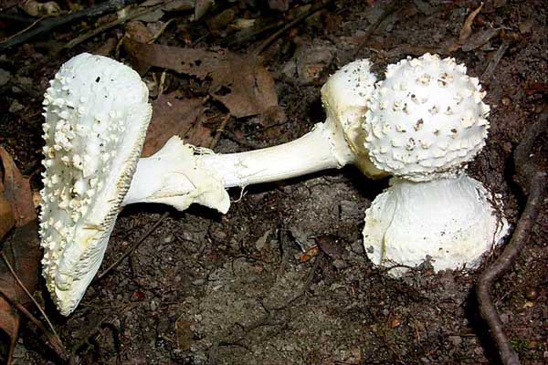 Amanita abrupta