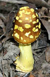 Amanita flavorubescens