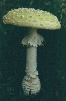 Amanita muscaria var. formosa