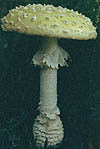 Amanita muscaria var. formosa