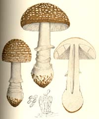 Amanita pantherina var. pantherina