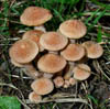 Armillaria tabescens