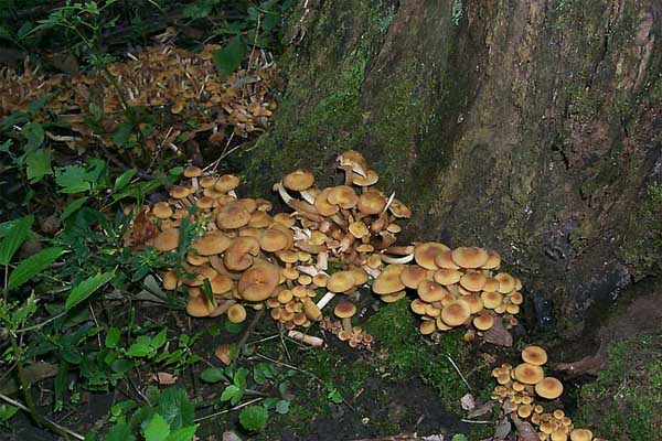 Armillaria tabescens