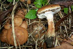 Armillaria gallica