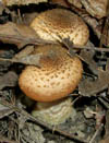 Armillaria gallica