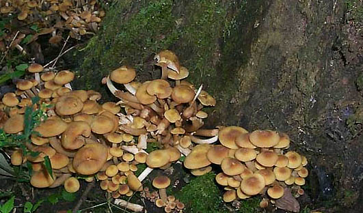 Armillaria tabescens