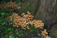 Armillaria tabescens