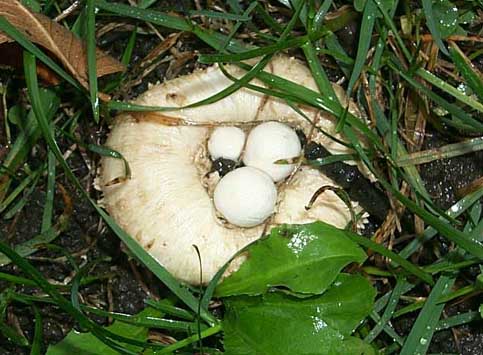 Psathyrella epimyces