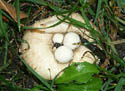 Psathyrella epimyces