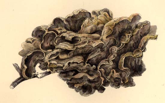 Bjerkandera adusta