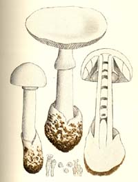 Amanita bisporigera