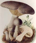 Clitocybe nebularis