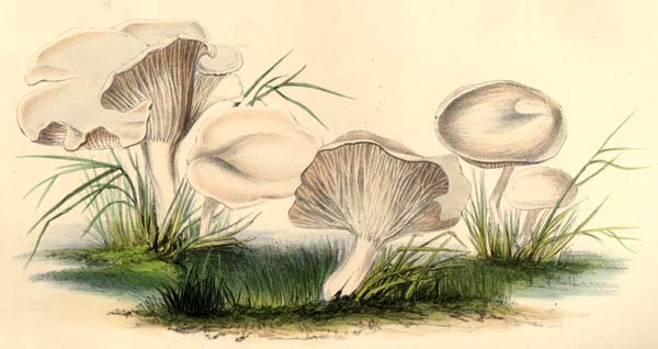 Clitocybe dealbata