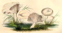 Clitocybe dealbata