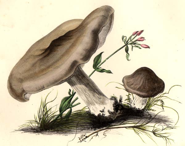 Clitocybe nebularis