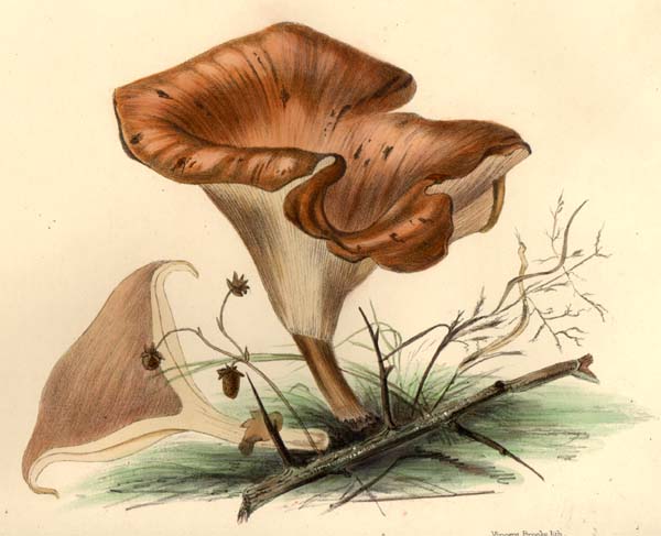 Clitocybe squamulosa