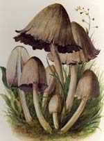 Coprinus atramentarius