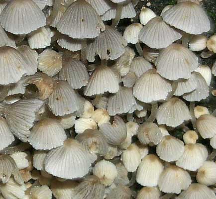 Coprinus disseminatus